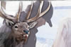 deer_artist_filmstrip