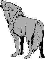 Drawing of a coyote.