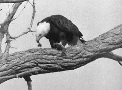 Silver having lunch in a tree.