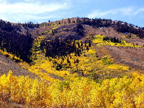 Quaking Aspen.